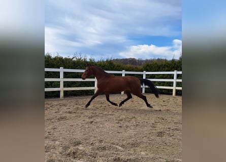 Hispano Arabian, Mare, 3 years, 15.2 hh, Brown