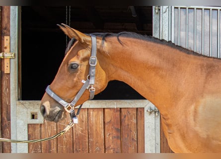 Hispano Arabian, Mare, 3 years, 15,2 hh, Brown