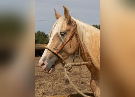 Hispano Arabian, Mare, 5 years, 14,3 hh, Palomino