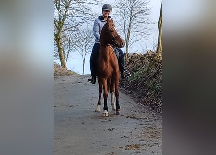 Hispano Arabian, Mare, 6 years, 15.1 hh, Chestnut-Red