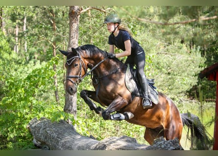 Hispano Arabian, Mare, 6 years, 15.2 hh, Brown