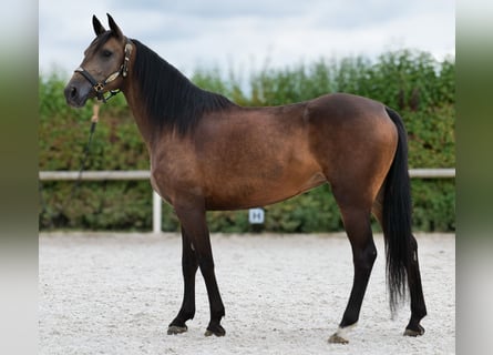 Hispano Arabian Mix, Mare, 6 years, Buckskin