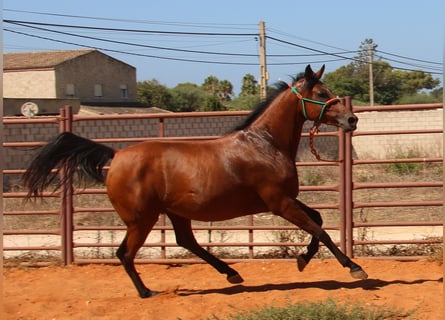 Hispano Araber, Stute, 7 Jahre, 15 hh, Brauner