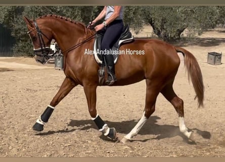 Hispano Arabian, Mare, 8 years, 15.3 hh, Chestnut-Red
