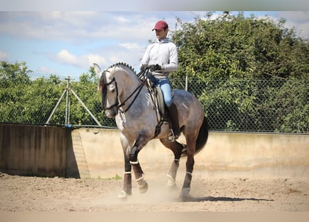 Hispano Arabian, Mare, 9 years, 15.2 hh, Gray