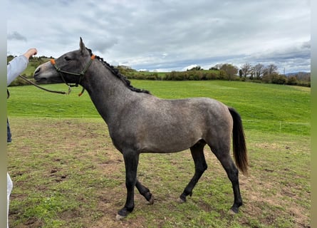 Hispano Arabian, Stallion, 2 years, Gray