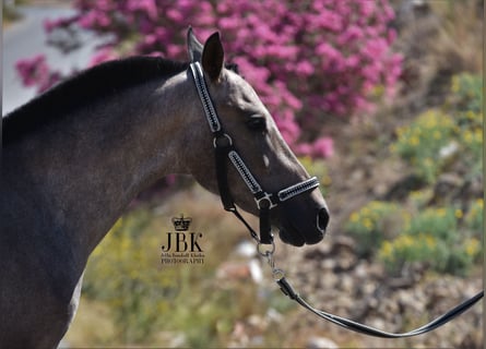 Hispano Arabian, Stallion, 3 years, 15.2 hh, Gray