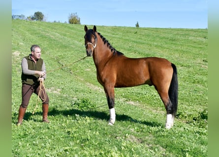 Hispano Arabian, Stallion, 4 years, 15.1 hh, Brown