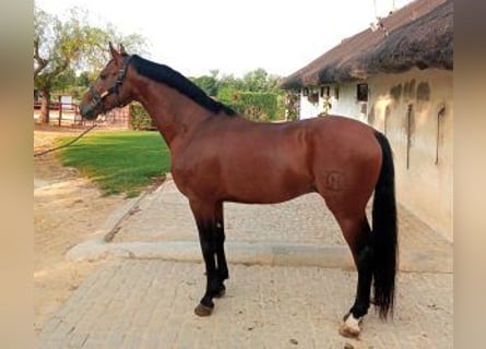 Hispano Arabian Mix, Stallion, 4 years, 16 hh, Bay