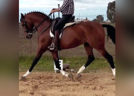 Hispano Arabian, Stallion, 9 years, 15.3 hh, Brown