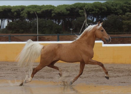 Hispano-arabier, Hengst, 14 Jaar, 160 cm, Palomino