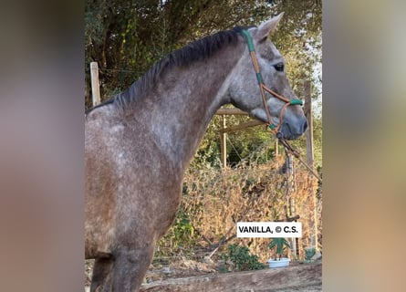 Hispano-arabier, Merrie, 4 Jaar, 157 cm