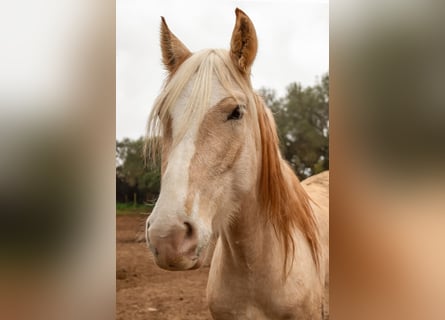 Hispano-arabier, Merrie, 5 Jaar, 152 cm, Palomino