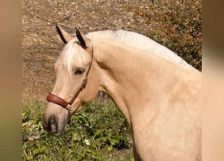 Hispano-arabier, Merrie, 8 Jaar, 167 cm, Palomino