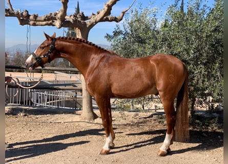Hispano-arabier, Ruin, 11 Jaar, 158 cm, Vos