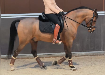 Hispano-arabier, Ruin, 11 Jaar, 159 cm, Bruin