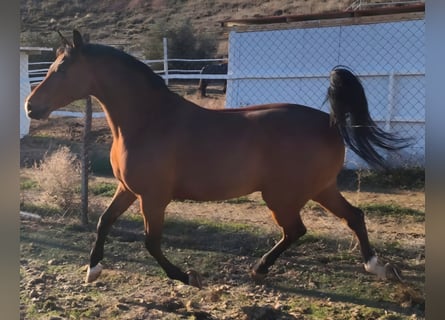 Hispano-arabier, Ruin, 11 Jaar, 159 cm, Bruin