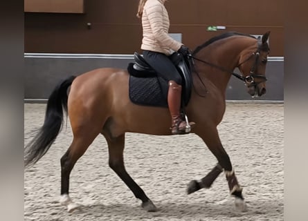 Hispano-arabier, Ruin, 11 Jaar, 159 cm, Bruin