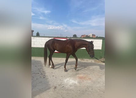 Hispano-arabier, Ruin, 5 Jaar, Vos