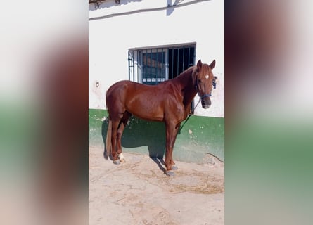 Hispano-arabier, Ruin, 5 Jaar, Vos