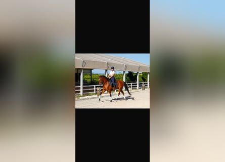 Hispano-arabier, Ruin, 7 Jaar, 163 cm, Bruin
