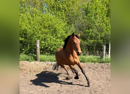 Hispano, Klacz, 4 lat, 157 cm, Gniada