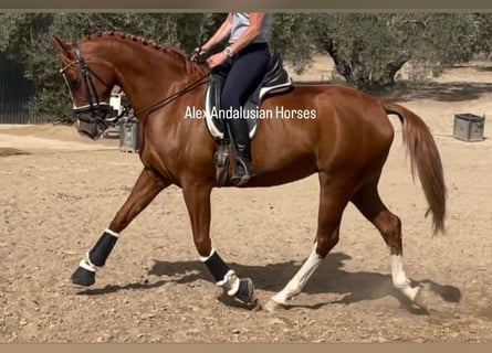 Hispano, Klacz, 8 lat, 162 cm, Kasztanowata