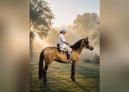 Hispano, Ogier, 4 lat, 156 cm, Jelenia