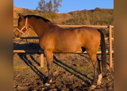 Hispano, Wałach, 11 lat, 159 cm, Gniada