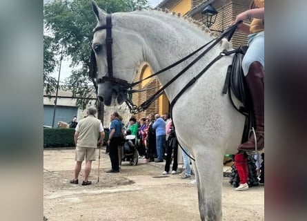 Hispano, Wałach, 12 lat, 163 cm, Siwa