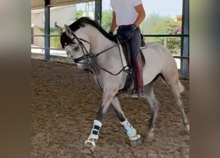 Hispano, Wałach, 3 lat, 151 cm, Siwa