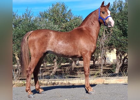 Hispano, Wałach, 3 lat, 155 cm, Kasztanowata