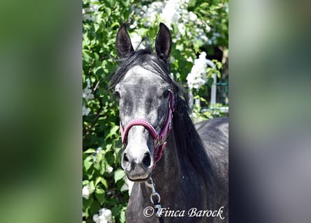 Hispano, Wałach, 4 lat, 150 cm, Siwa