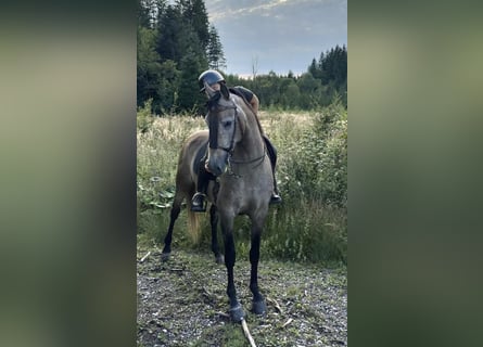 Hispano, Wałach, 5 lat, 163 cm, Formy Brown Falb