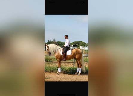 Hispano, Wałach, 5 lat, 165 cm, Izabelowata