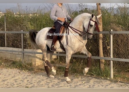 Hispano Mix, Wałach, 9 lat, 164 cm, Siwa