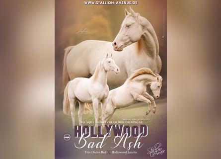 American Quarter Horse, Stallion, 5 years, 15 hh, Champagne