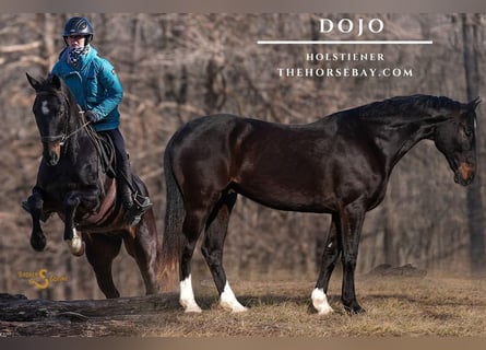 Holstein, Castrone, 10 Anni, 163 cm, Baio ciliegia