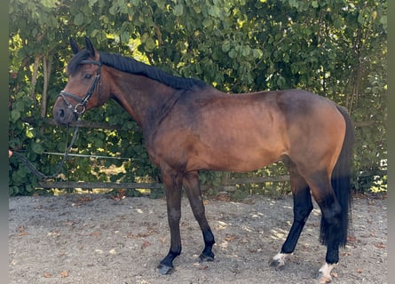 Holstein, Castrone, 10 Anni, 173 cm, Baio