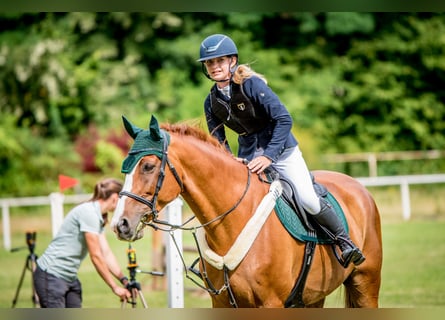 Holstein, Castrone, 11 Anni, 169 cm, Sauro