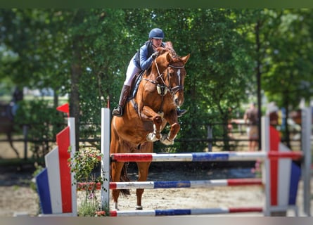 Holstein, Castrone, 12 Anni, 189 cm, Sauro scuro
