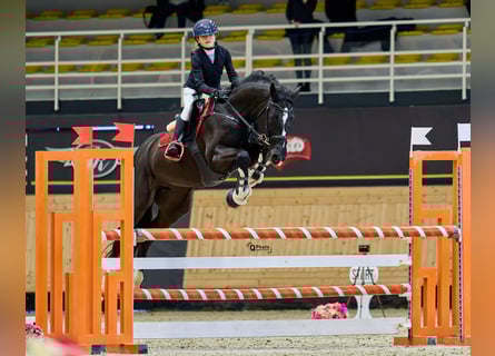 Holstein, Castrone, 13 Anni, 165 cm, Baio scuro