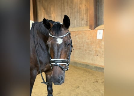 Holstein, Castrone, 14 Anni, 162 cm, Baio scuro