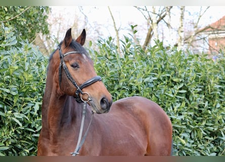 Holstein, Castrone, 14 Anni, 167 cm, Baio