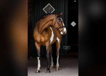 Holstein, Castrone, 14 Anni, 168 cm, Baio