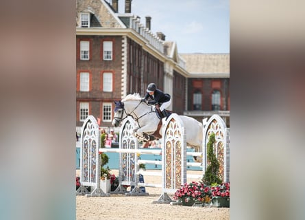 Holstein, Castrone, 16 Anni, 172 cm, Grigio