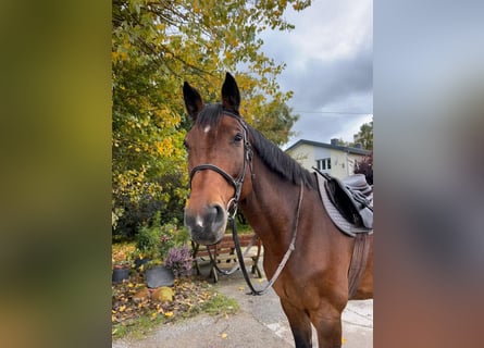 Holstein, Castrone, 16 Anni, 174 cm, Baio