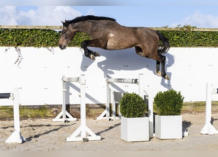 Holstein, Castrone, 3 Anni, 160 cm, Grigio