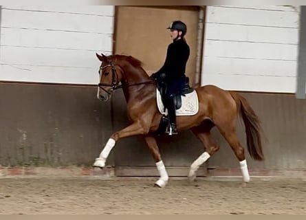 Holstein, Castrone, 3 Anni, 162 cm, Sauro