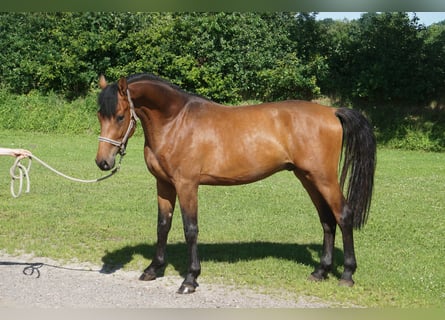 Holstein, Castrone, 3 Anni, 165 cm, Baio